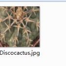 Ngryise 1pcs Discocactus plant