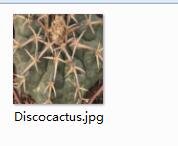 Ngryise 1pcs Discocactus plant