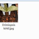 Ngryise 1pcs Drimiopsis kirkii plant