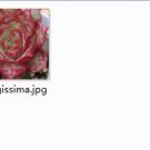 Ngryise 2pcs  longissima plant