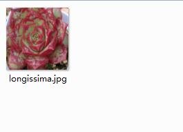 Ngryise 2pcs  longissima plant