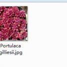 Ngryise 2pcs Portulaca gilliesii plant