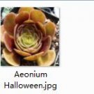 Ngryise 2pcs Aeonium Halloween plant