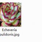 Ngryise 2pcs Echeveria pulidonis plant