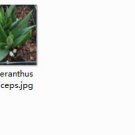 Ngryise 2pcs Bergeranthus multiceps  plant