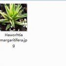 Ngryise 1pcs Haworhtia margaritifera plant