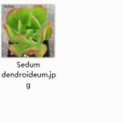 Ngryise 2pcs Sedum dendroideum plant