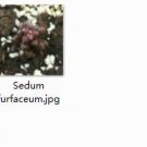 Ngryise 2pcs Sedum furfaceum plant