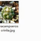 Ngryise 2pcs Anacampseros crinita plant