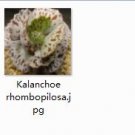 Ngryise 2pcs Kalanchoe rhombopilosa plant