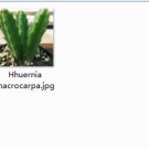 Ngryise 2pcs Hhuernia macrocarpa plant