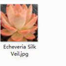 Ngryise 2pcs  Echeveria Silk Veil plant