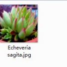 Ngryise 2pcs Echeveria sagita plant