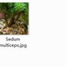 Ngryise 2pcs Sedum multiceps plant