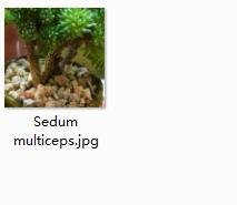 Ngryise 2pcs Sedum multiceps plant