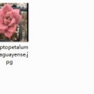 Ngryise 2pcs Graptopetalum paraguayense plant