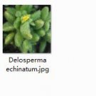Ngryise 2pcs Delosperma echinatum plant