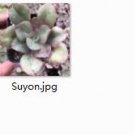 Ngryise 2pcs Suyon plant