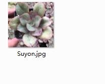 Ngryise 2pcs Suyon plant