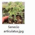 Ngryise 2pcs Senecio articulatus plant