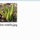 Ngryise 2pcs Aloe nobilis plant