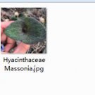 Ngryise 1pcs Hyacinthaceae Massonia plant