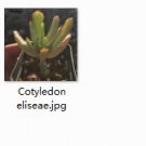 Ngryise 2pcs Cotyledon eliseae plant