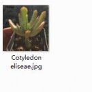 Ngryise 2pcs Cotyledon eliseae plant