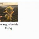 Ngryise 2pcs Pelargoniumtriste plant