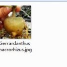 Ngryise 1pcs Gerrardanthus macrorhizus plant