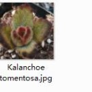 Ngryise 2pcs  Kalanchoe tomentosa plant