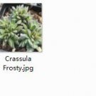 Ngryise 2pcs  Crassula Frosty plant