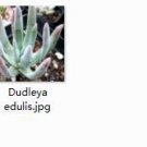 Ngryise 1pcs  Dudleya edulis plant