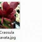 Ngryise 1pcs Crassula clavata plant