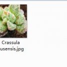 Ngryise 1pcs Crassula ausensis plant
