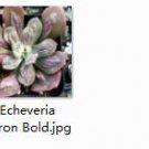 Ngryise 1pcs  Echeveria Baron Bold plant
