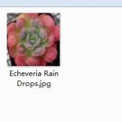 Ngryise 1pcs  Echeveria Rain Drops plant