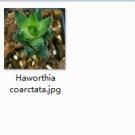Ngryise 1pcs  Haworthia coarctata plant