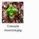 Ngryise 2pcs Crassula muscosa plant