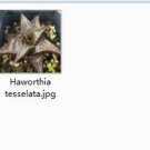 Ngryise 2pcs Haworthia tesselata plant