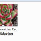 Ngryise 2pcs agavoides Red Edge plant