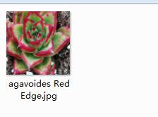 Ngryise 2pcs agavoides Red Edge plant