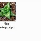 Ngryise 2pcs  Aloe variegata  plant