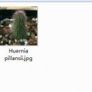 Ngryise 2pcs  Huernia pillansii  plant