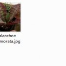 Ngryise 2pcs  Kalanchoe marmorata  plant