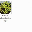 Ngryise 2pcs  Hatiora salicornioides  plant