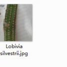 Ngryise 2pcs Lobivia silvestrii plant