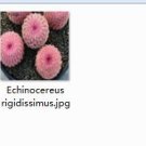 Ngryise 2pcs Echinocereus rigidissimus plant