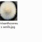 Ngryise 2pcs Thrixanthocereus senilis plant