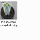1Pcs A Set Pilosocereus pachycladus Mini Plant ProQgf